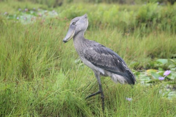 Mabamba Swamp photo 1