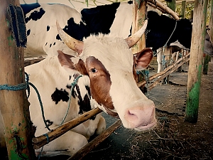 佐玛博物馆 5