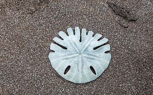 塞特翁达斯海滩 5