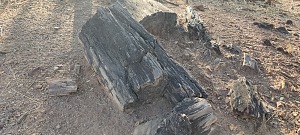 奇伦杜化石森林 4