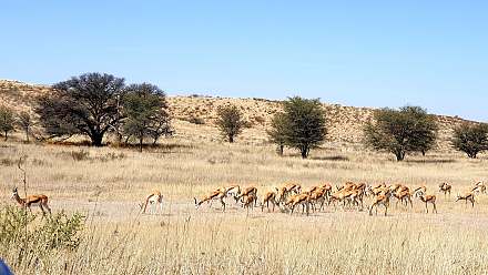 Kgalagadi Transfrontier Park