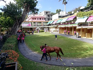 路易港赛马场 4