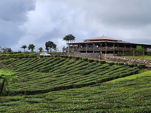 布瓦谢里茶厂 4