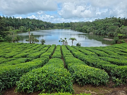 布瓦谢里茶厂