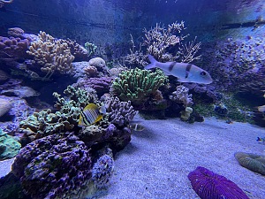 留尼汪岛水族馆 4