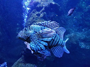 留尼汪岛水族馆 2