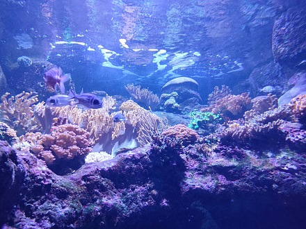 留尼汪岛水族馆