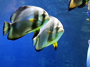 留尼汪岛水族馆 3