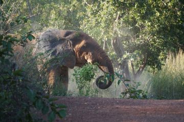 Kakum National Park photo 1