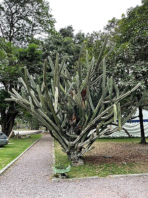 金沙萨植物园 4