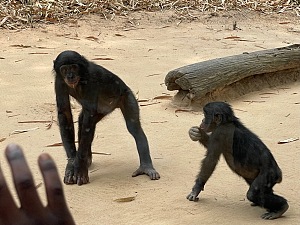 倭黑猩猩保护区 5