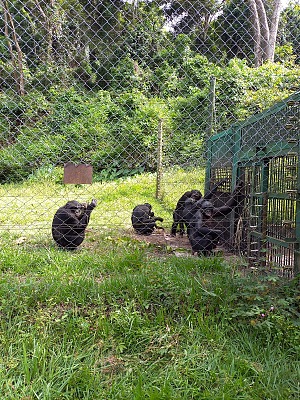 倭黑猩猩保护区 2