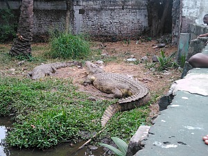 金沙萨国家动物园 5