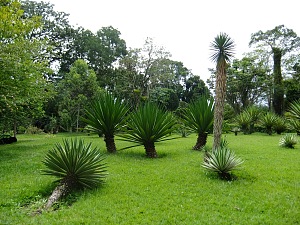 基桑图植物园 4
