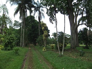 基桑图植物园 2