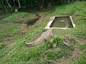 基桑图植物园 5