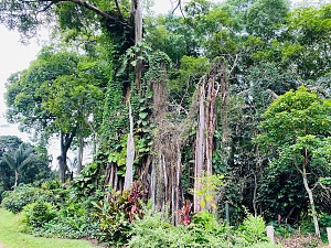 基桑图植物园 3