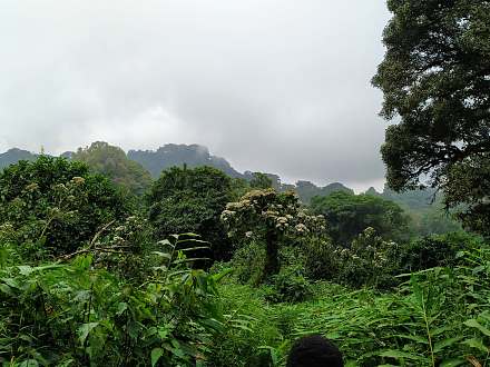 Mount Cameroon