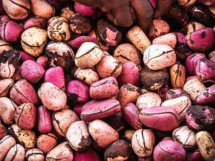 Kola Nut