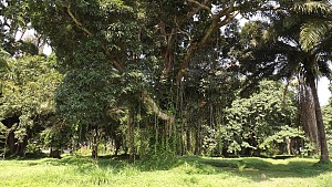 埃拉植物园 4