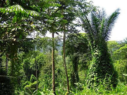 Maiombe Forest