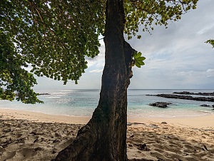 咖啡海滩 4