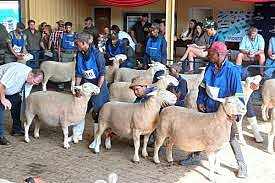Royal Agricultural Show