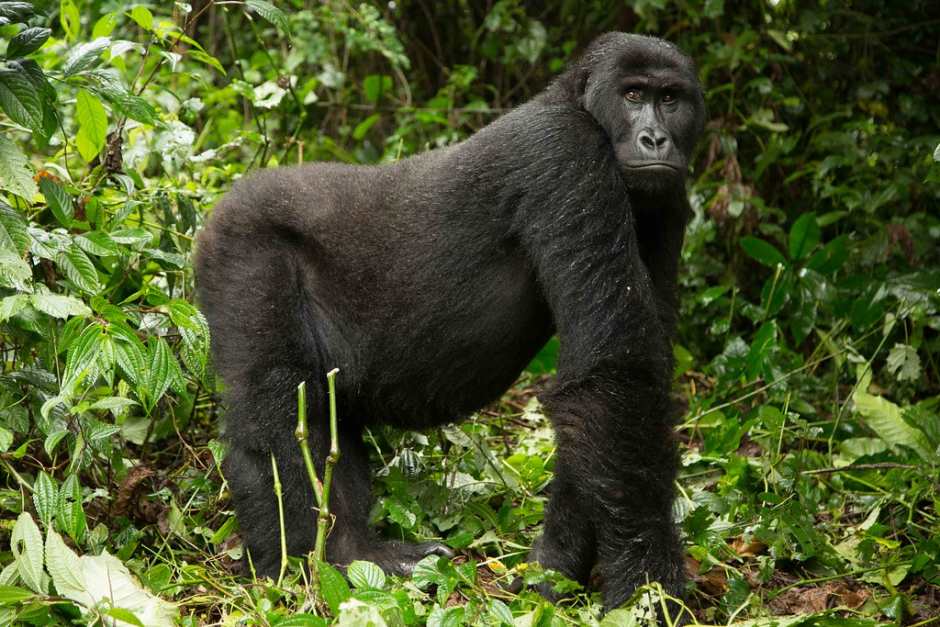 Main photo of DR Congo