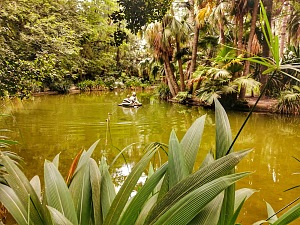 哈马植物园 5