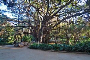 哈马植物园 3