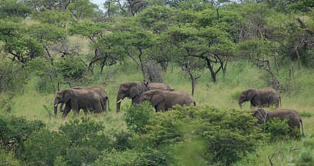 Hluhluwe–iMfolozi Park