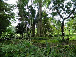 基桑图 3