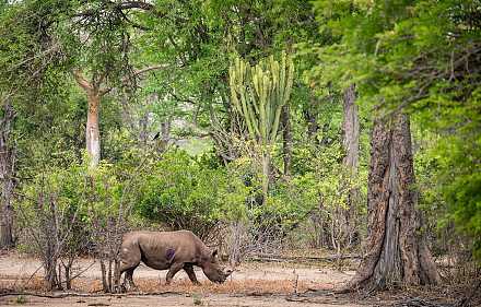 Liwonde National Park