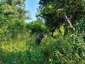 尼亚拉公园 4