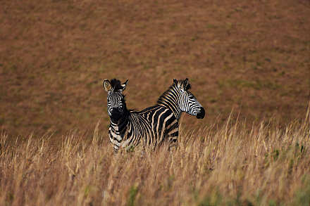 Nyika National Park