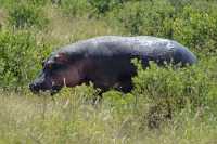 Ez Zeraf Game Reserve
