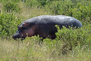 伊兹泽拉夫野生动物保护区 5