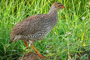 朱巴野生动物保护区 5