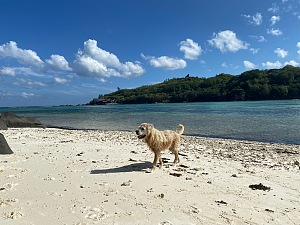 莫耶岛 2