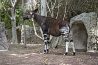 Okapi Wildlife Reserve