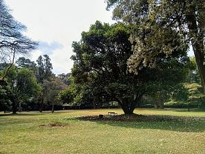 内罗毕植物园 2