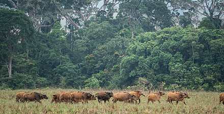 Lope National Park