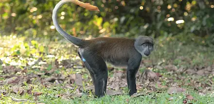 Birougou National Park