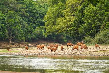 Chinko Nature Reserve