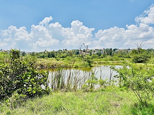 尼扬杜古城市湿地生态旅游公园 4