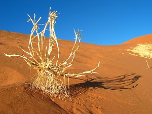 Dune 45 5