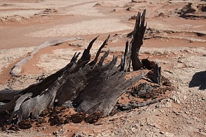 Deadvlei 5