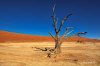 Deadvlei