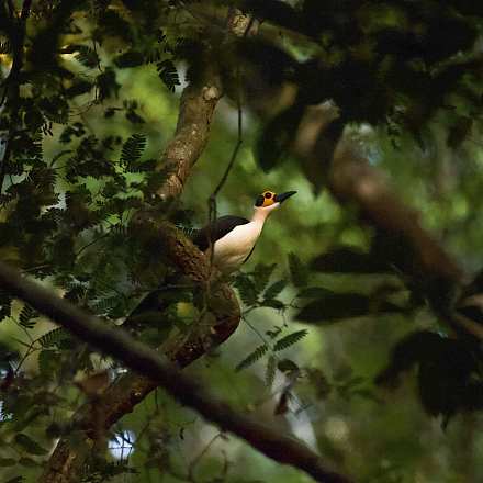 Gola Rainforest