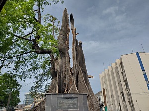 木棉树 5